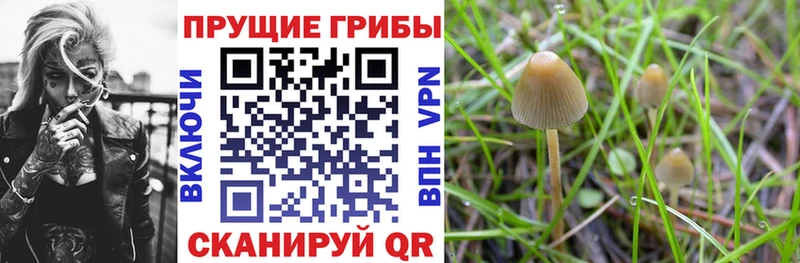 Купить где Шацк Галлюциногенные грибы Psilocybe